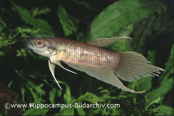 Adult male of Betta chloropharynx.