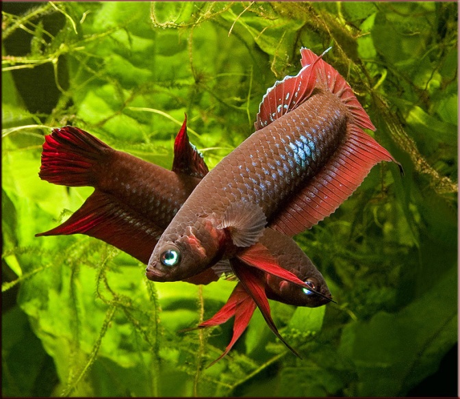 Two males of Betta coccina in aggressive display.