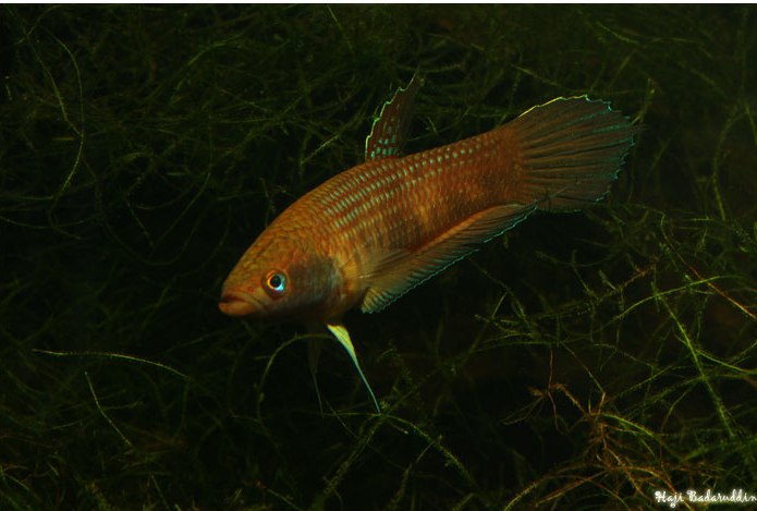 Male of Betta cracens from Jambi, Sumatra.