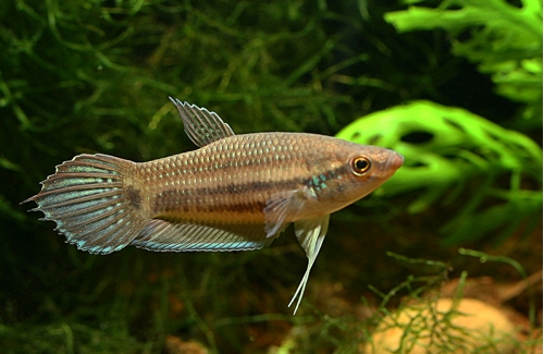 Female of Betta enisae from Putussibau.