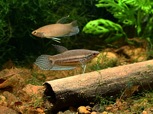 Male of Betta enisae from Putussibau.