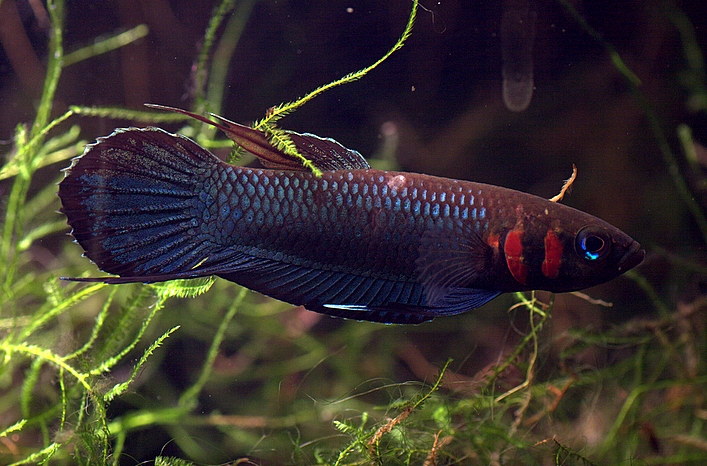 Male from the aquarium trade; population unspecified.