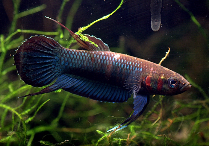 Adult male. This species is less-elongated and has a relatively shorter caudal-fin compared with the closely-related B. mandor.