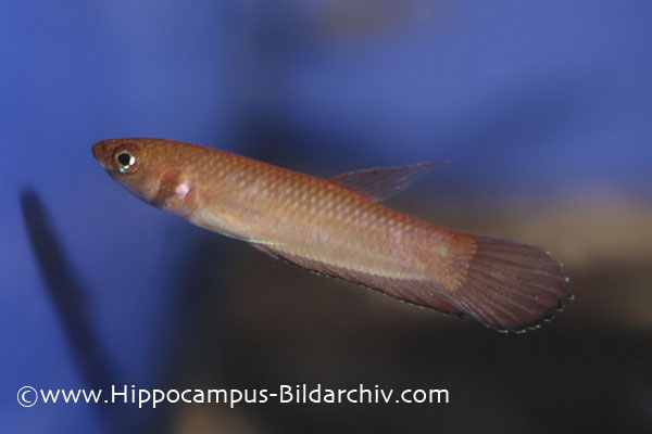 Female from the aquarium trade; population unspecified.