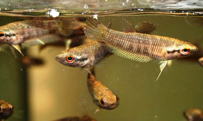 Captive-bred juveniles of Betta ibanorum from Matang.
