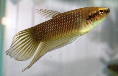 Male of Betta ibanorum.