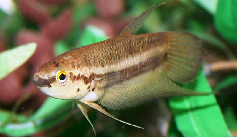 Female of Betta ibanorum.