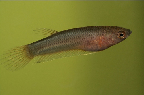 Six week old juvenile.