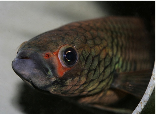 Head detail of adult male specimen.