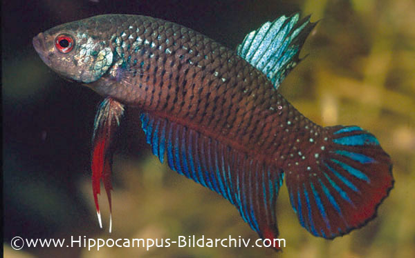 Adult male from the German aquarium trade.