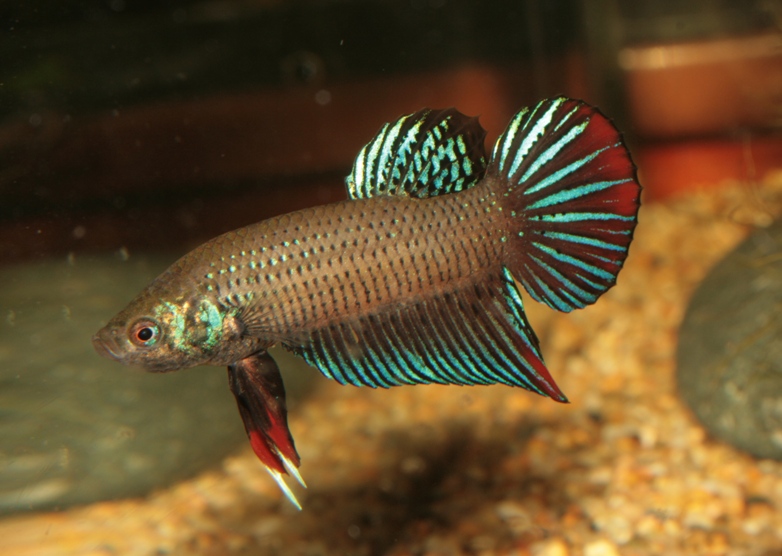 Adult male from the aquarium trade but with a colour pattern comparable to wild populations.