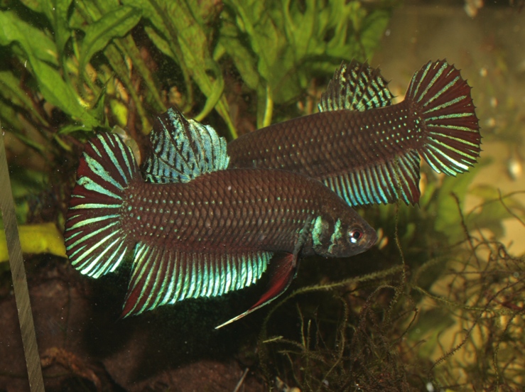 Males will spar regularly if maintained together.
