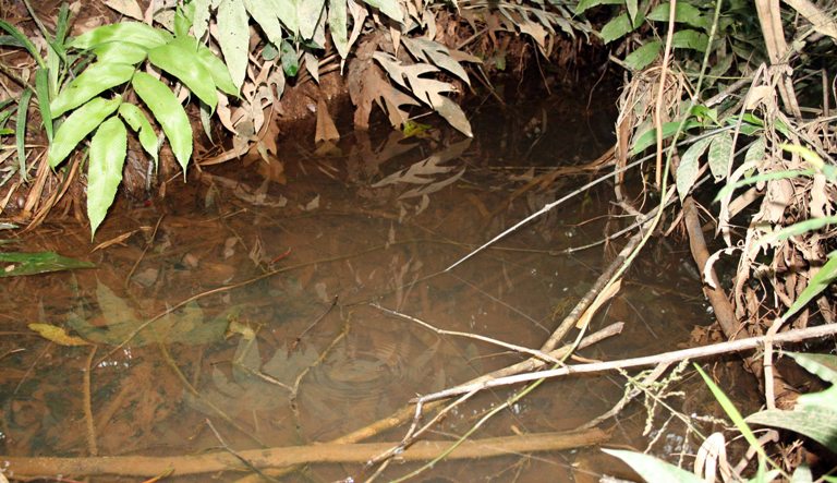 Another collection locality for the species close to Lundu. This species is found in both black and clear-water environments.