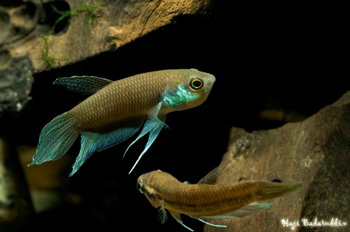 Male now with eggs in mouth.