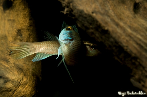 Spawning embrace; male front.