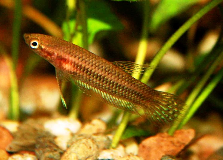 Female from Sepang; neutral colour pattern.