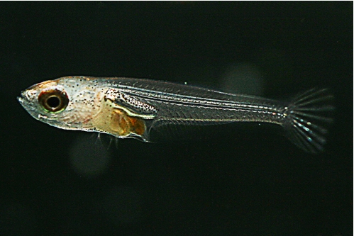 Free.swimming fry at 5 days of age.