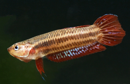 Male from Sepang; aggressive colour pattern.