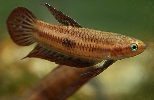 Adult male from Sepang; neautral colour pattern.