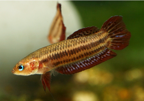 Male from Sepang; aggressive colouration.