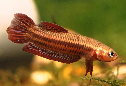 Adult male specimen from Sepang, Selangor, Malysia. Aggressive colour pattern.