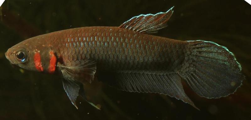 Adult male; neutral colour pattern.
