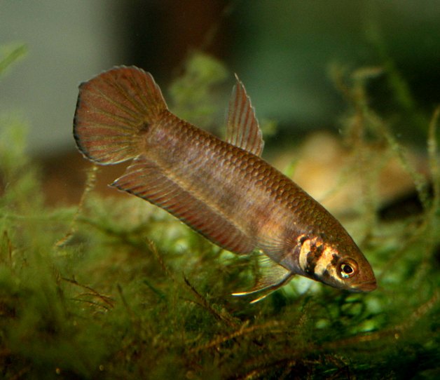 Adult male specimen; aggressive colour pattern.