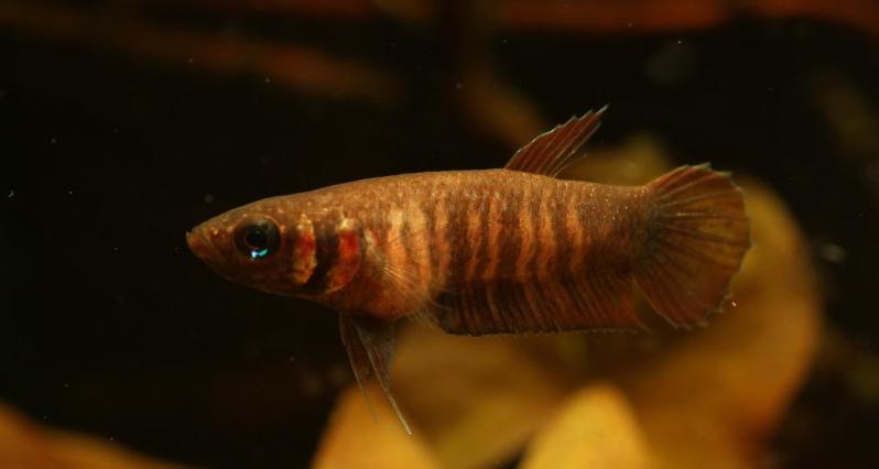 Adult female; pre-spawning colour pattern.