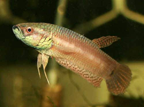 Male of Betta pallifina from Muara Teweh.