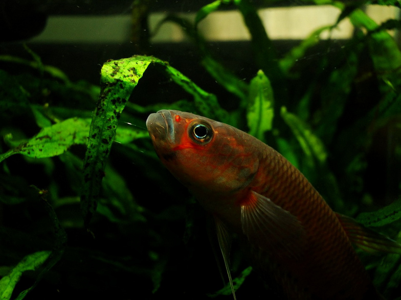 Head detail of adult male in courtship colouration.