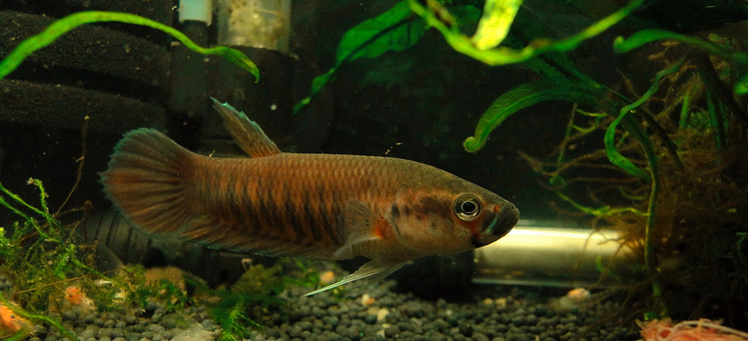 Adult male - slightly aggressive mood.
