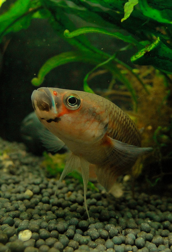 Head detail of adult male - neutral mood.