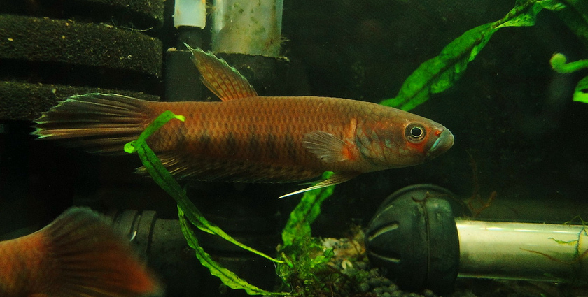 Adult male - collection locality unknown.