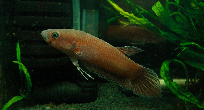 Adult female.