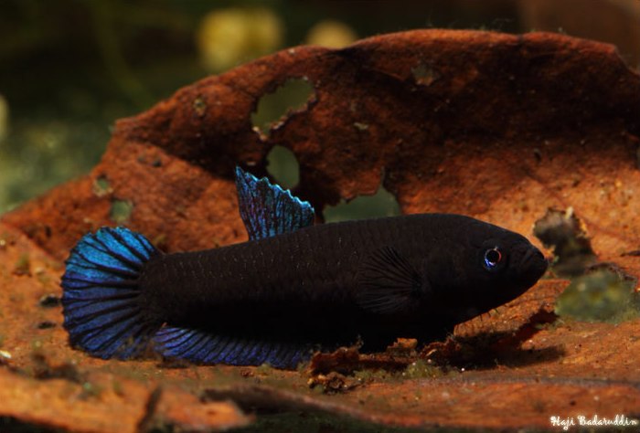 Female of B. persephone from Pagoh.