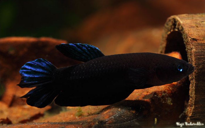 Male of B. persephone from Pagoh.