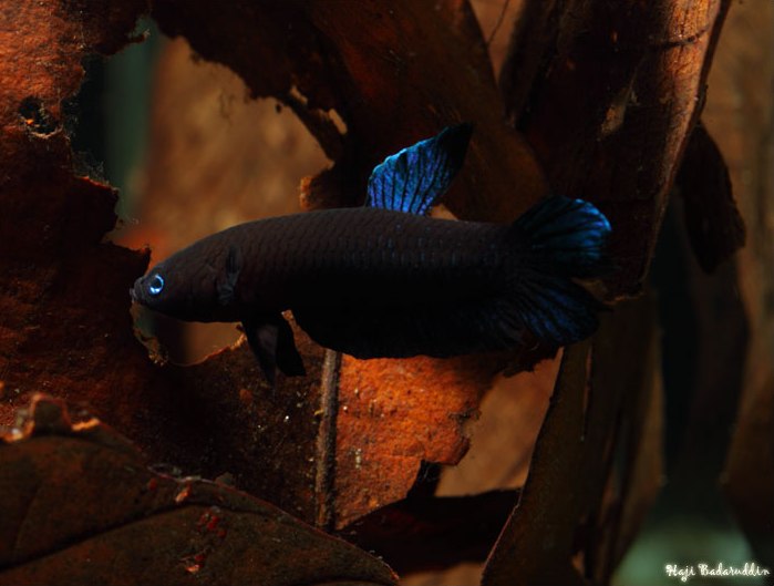Male of Betta persephone collected from Pagoh, Johor state, Peninsular Malaysia.