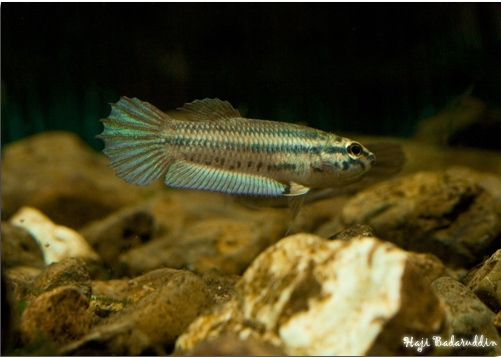Adult male in courtship display.