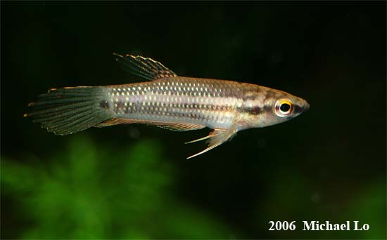 Wild subadult from Mersing district, Johor state, Malaysia.
