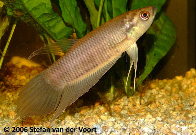 Male of Betta renata from Jambi province, Sumatra.