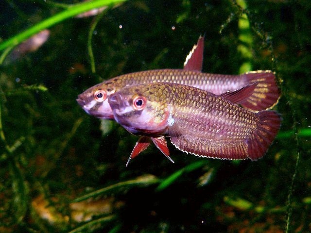 Aquarium-bred males in dominance display.
