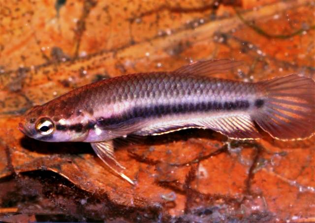 Adult female.
