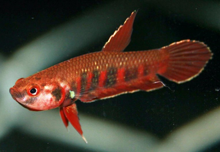 Male mouthbrooding eggs.