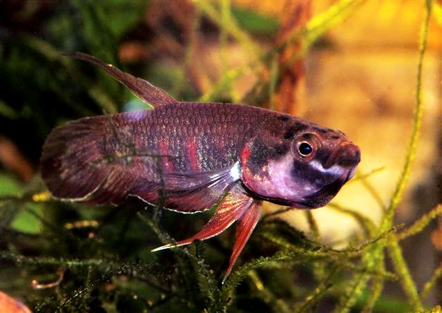 Mouth-brooding male.