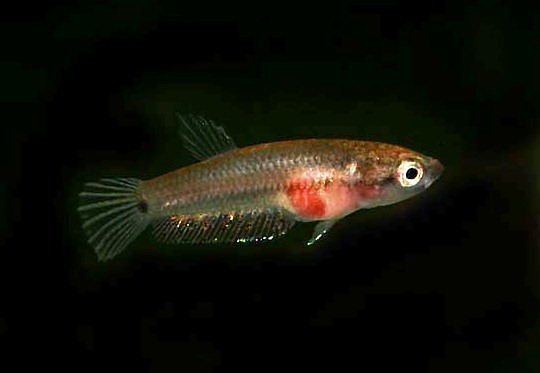Juvenile at a few weeks of age.