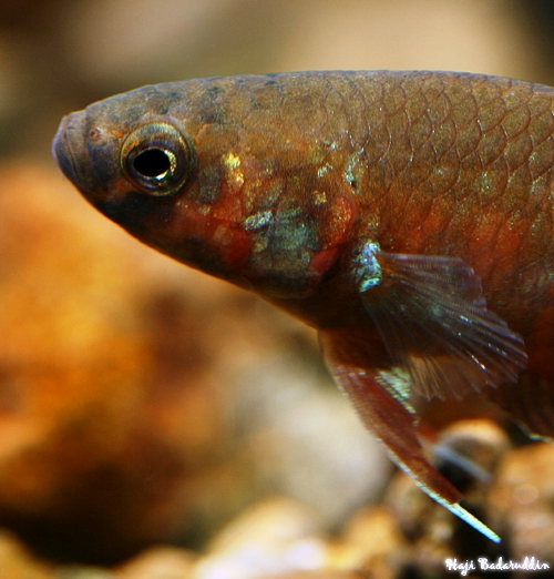Detail of head and anterior portion of body.