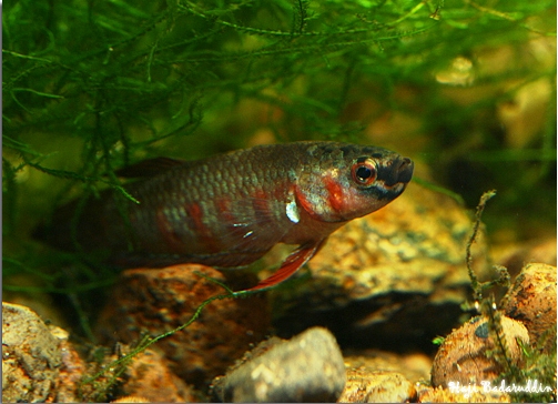 Another male.