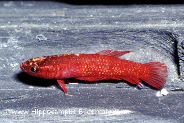 Another adult male; population unconfirmed...