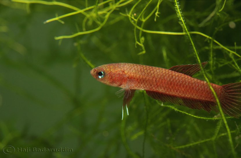 Adult female; population unconfirmed.