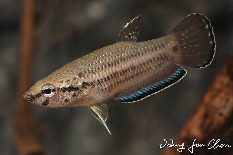 Adult male specimen.